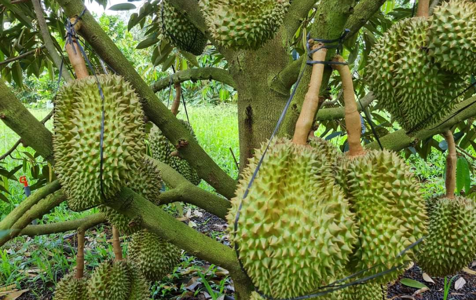 SẦU RIÊNG