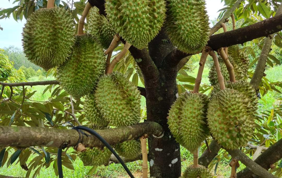SẦU RIÊNG
