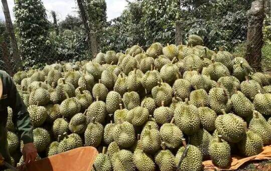 SẦU RIÊNG