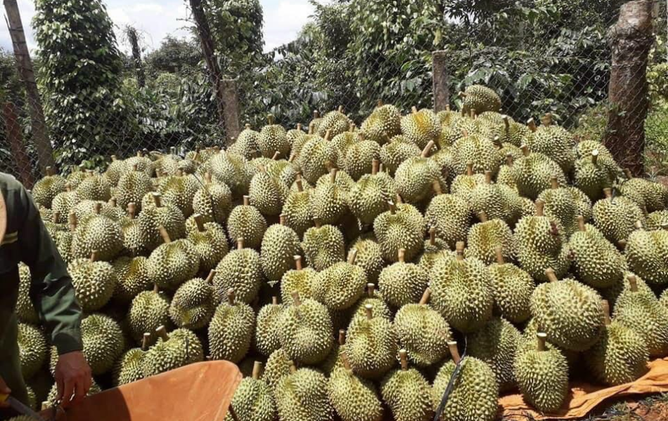 SẦU RIÊNG