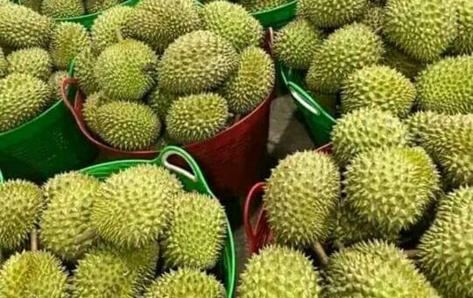 SẦU RIÊNG