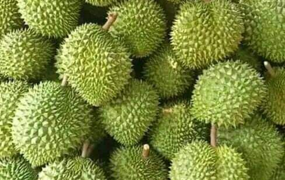 SẦU RIÊNG