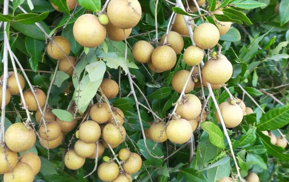 NHÃN