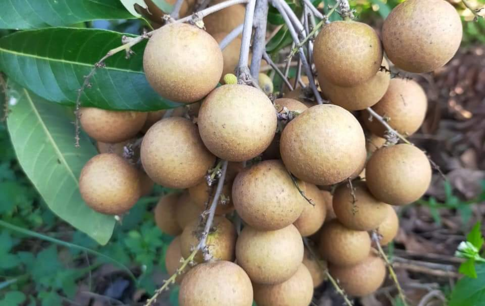 NHÃN