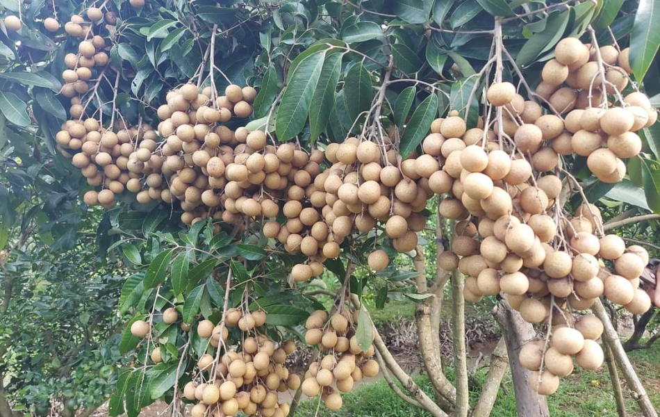 NHÃN
