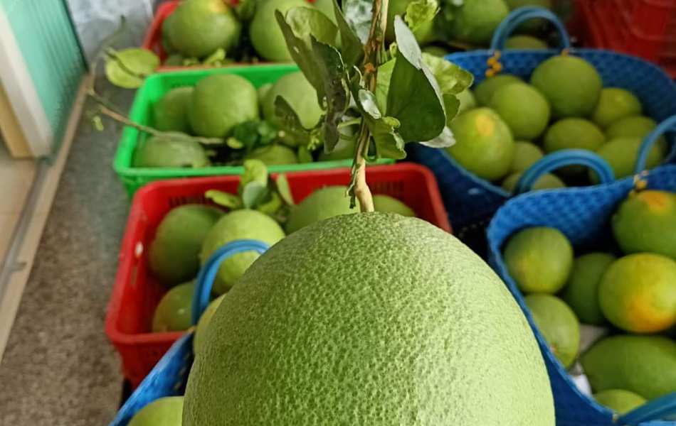 BƯỞI DA XANH