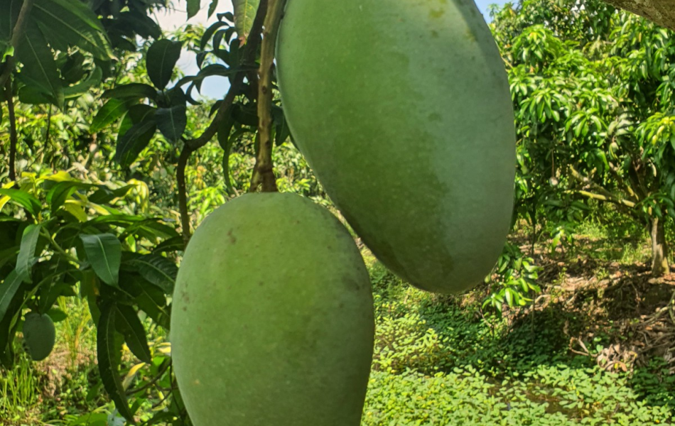 XOÀI TƯỢNG ĐÀI LOAN