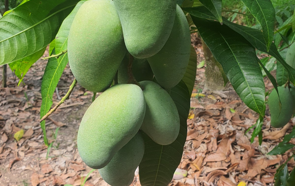 XOÀI TƯỢNG ĐÀI LOAN