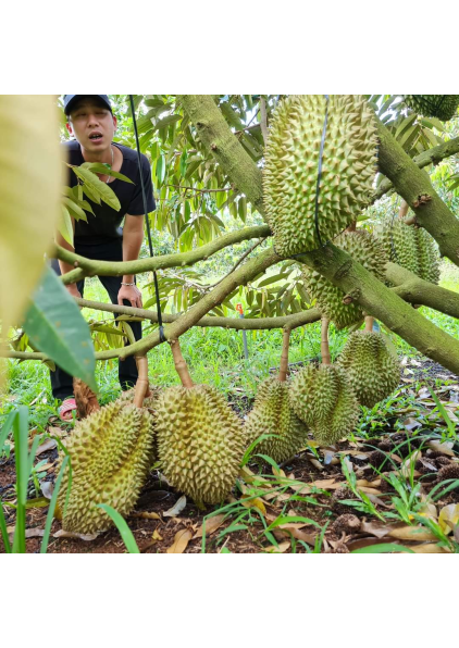SẦU RIÊNG