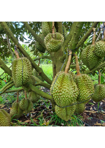 SẦU RIÊNG