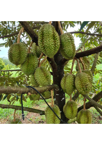 SẦU RIÊNG