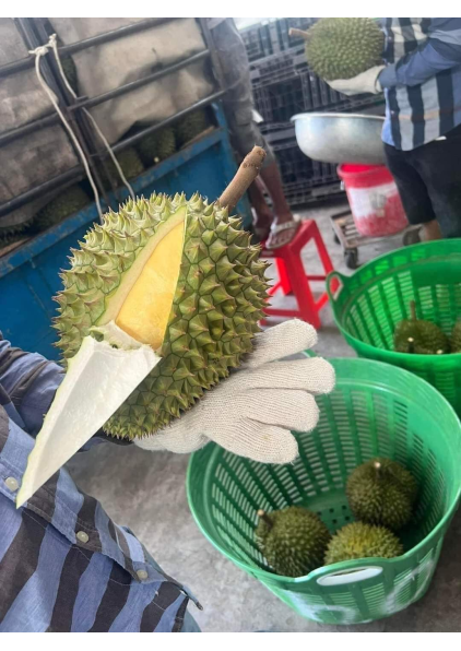 SẦU RIÊNG