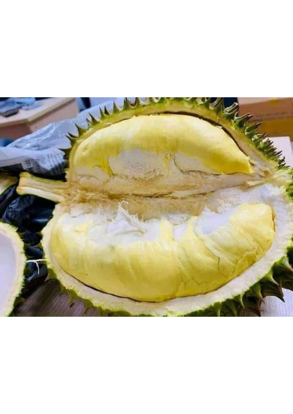 SẦU RIÊNG