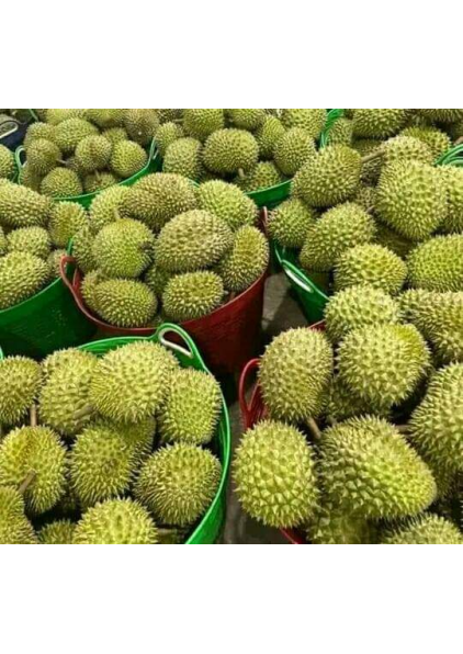 SẦU RIÊNG