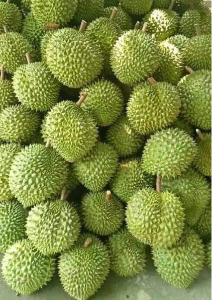 SẦU RIÊNG