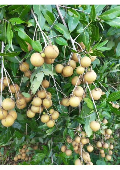 NHÃN