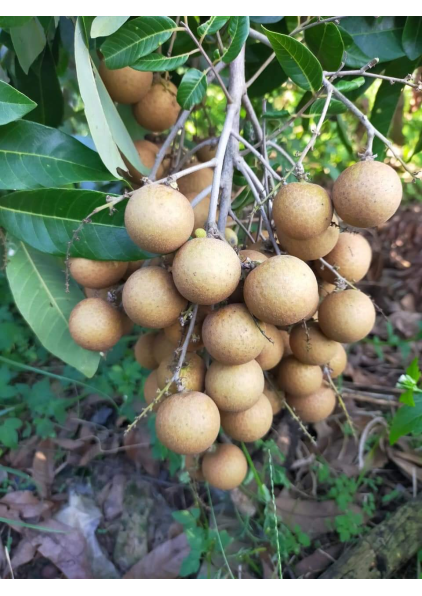 NHÃN