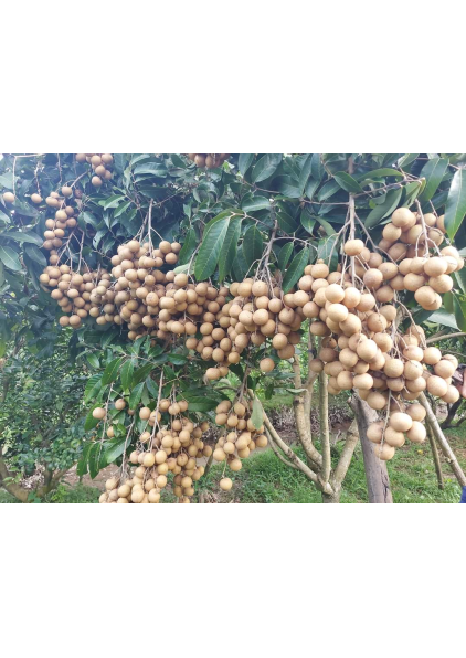 NHÃN