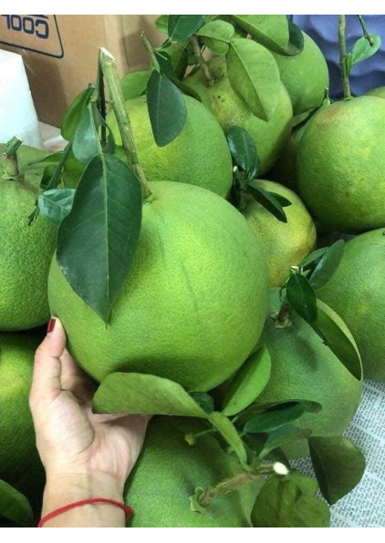 BƯỞI DA XANH