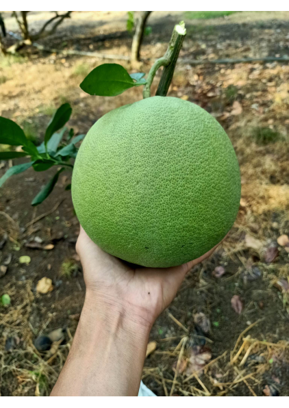 BƯỞI DA XANH