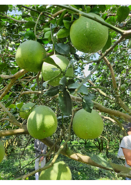 BƯỞI DA XANH