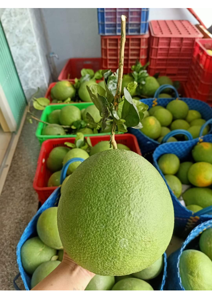 BƯỞI DA XANH