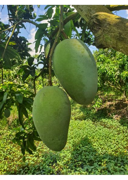 XOÀI TƯỢNG ĐÀI LOAN