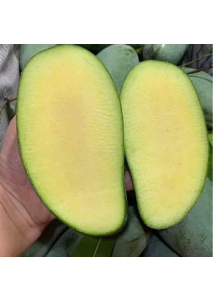 XOÀI TƯỢNG ĐÀI LOAN
