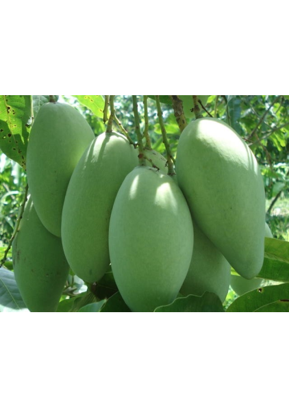 XOÀI TƯỢNG ĐÀI LOAN
